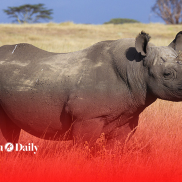 The oldest Rhino (Rajabu) won’t be buried,  says TANAPA