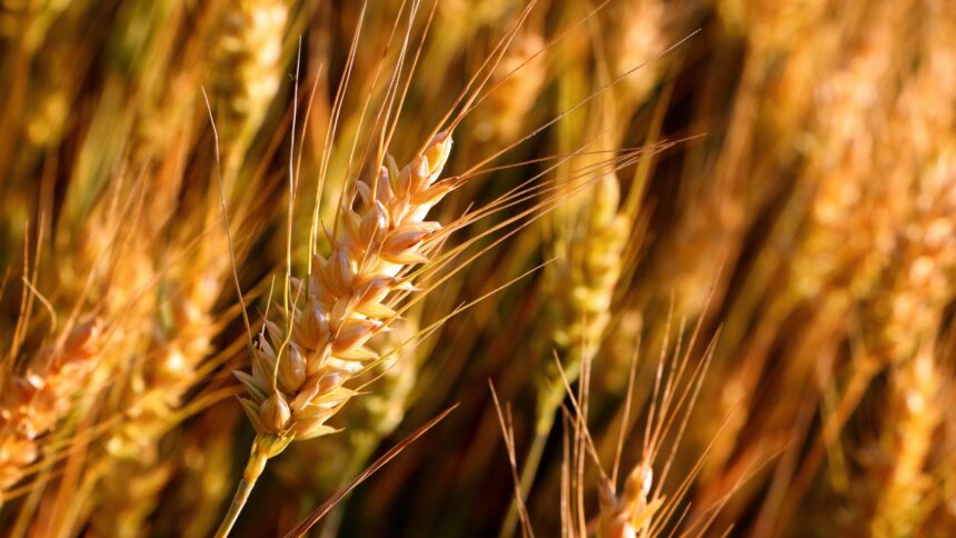 Tanzania sets aside 400,000 hectares of land for wheat cultivation.