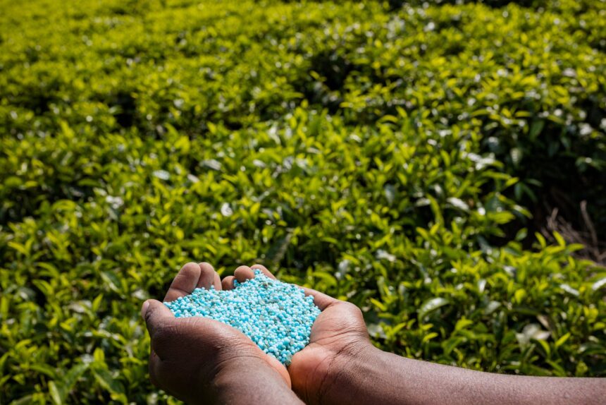 Tanzania Introduces Fertilizer Subsidy to Relieve Farmers’ Pain