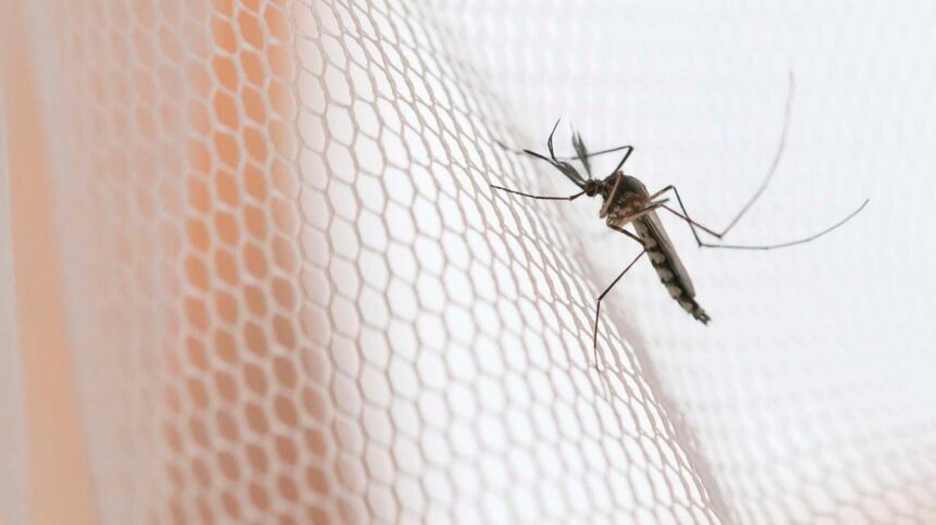 Tanzania sets five-year plan to end Malaria endemic