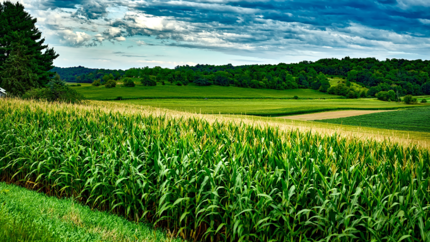 Zambia leases land to Kenya for maize to meet its national food deficit