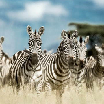 Tourism in Tanzania Thrives: Visitor Numbers Soar by Nearly 50% in Q1 2023.