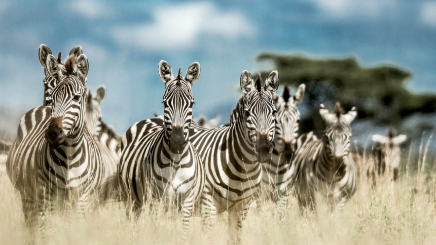Tourism in Tanzania Thrives: Visitor Numbers Soar by Nearly 50% in Q1 2023.
