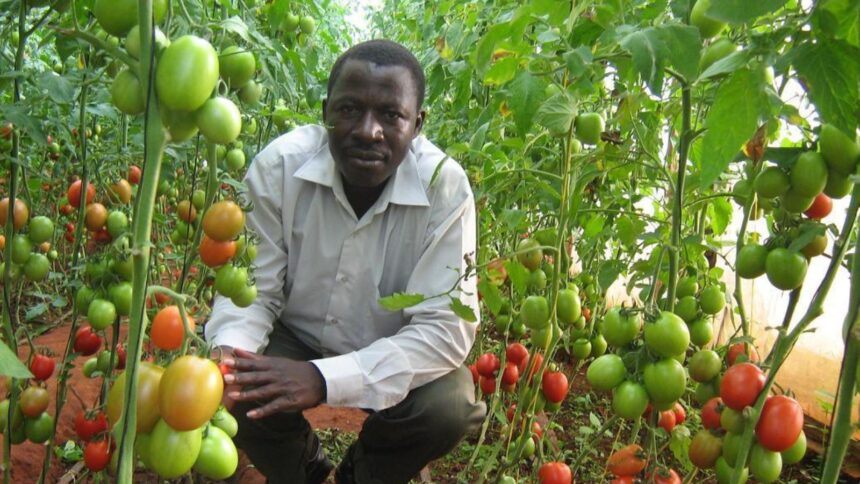 Tanzania’s Call: Boosting agriculture through enhanced extension services.