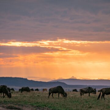 Serengeti Secures its Reign: Voted Best African Safari Park for 2023.