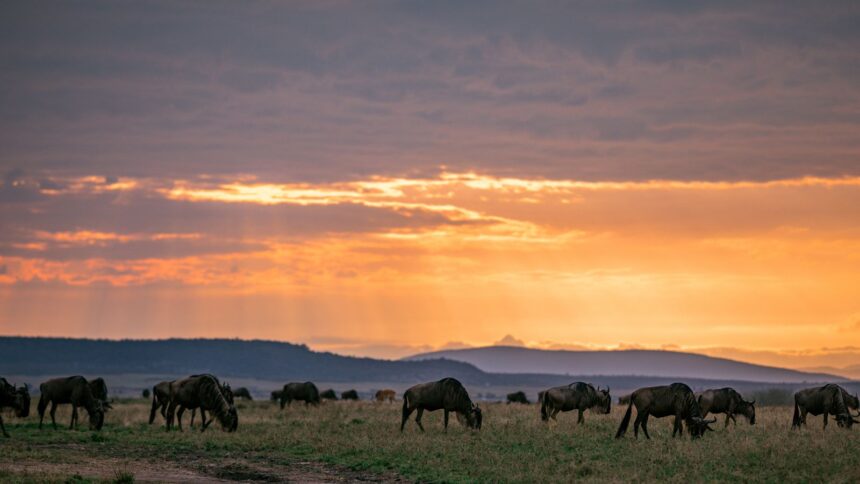 Serengeti Secures its Reign: Voted Best African Safari Park for 2023.