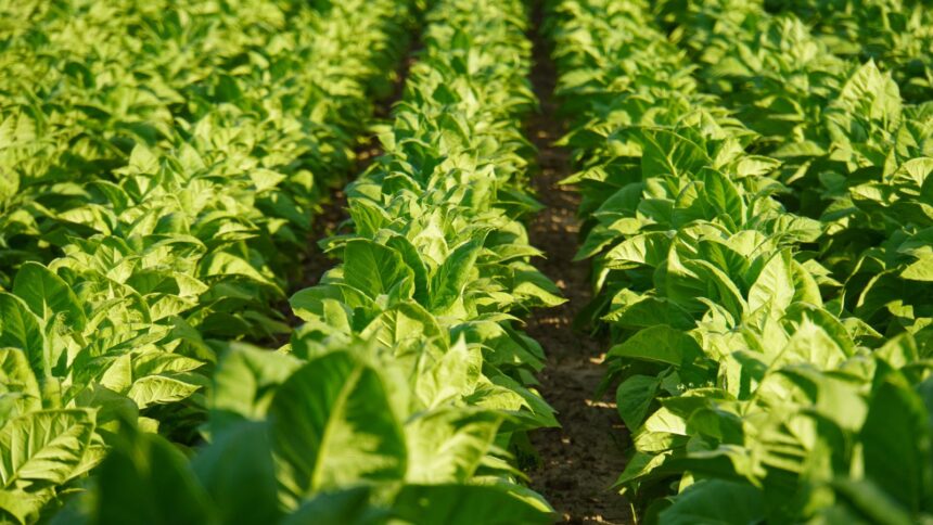 Tanzania’s surge to 2nd place in African tobacco production.
