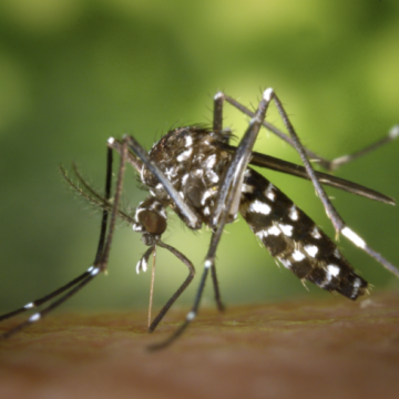Chikungunya outbreak confirmed in Mombasa