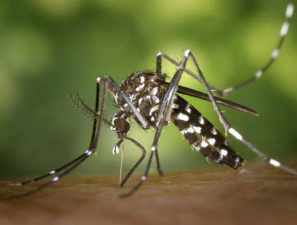 Chik Chikungunya outbreak confirmed in Mombasa