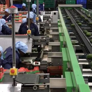 Tanzanian avocados enter Chinese market as President Samia’s diplomacy bears fruit