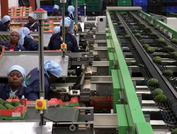 GxkHqJCXkAAxUEw Tanzanian avocados enter Chinese market as President Samia’s diplomacy bears fruit