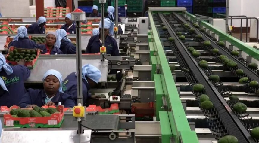 Tanzanian avocados enter Chinese market as President Samia’s diplomacy bears fruit