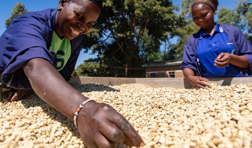 Farmers in Mbinga Hail Fertiliser Subsidies and Development Gains.