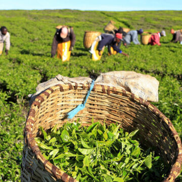 Tanzania’s Tea Sector Gains Momentum with Factory Revivals and New Investments.