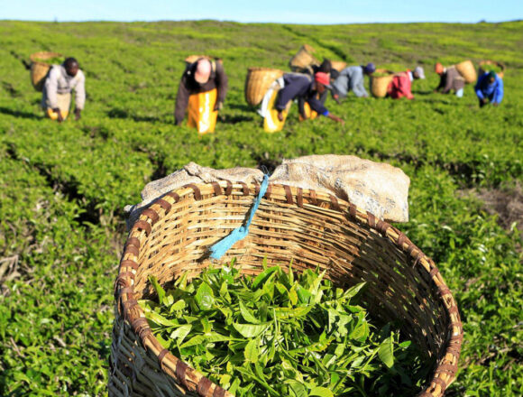 Tanzania’s Tea Sector Gains Momentum with Factory Revivals and New Investments.