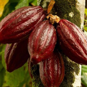 Tanzania Moves to Revive Cocoa Sector After Sharp Price Collapse