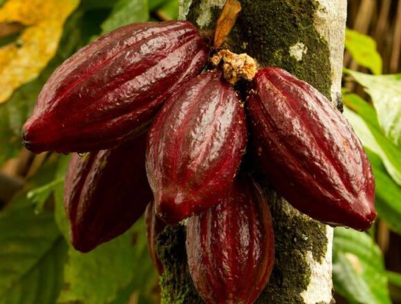 Aduna_Super-Cacao_Pod_tree_5cc66958-af66-4add-9036-251b7ebd1290 Tanzania Moves to Revive Cocoa Sector After Sharp Price Collapse