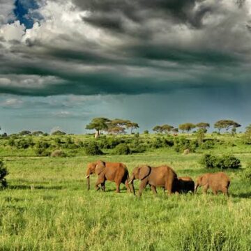 New Tarangire gate set to boost tourism access and local economy.