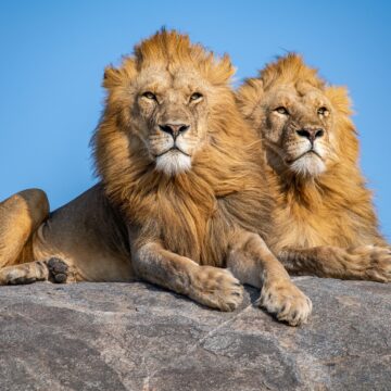 Tanzania’s lion population reaches 17,000, the largest in the world.