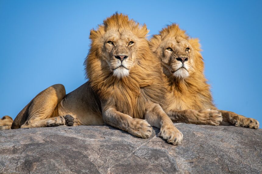 Tanzania’s lion population reaches 17,000, the largest in the world.